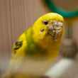 12 Najgroźniejszych chorób papużek falistych