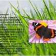 Motyl admirał: opis, wygląd wiosenny, charakterystyka gatunku