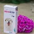 `Bravecto`: w jakim wieku i jak dać psa