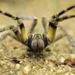 Brazylijski pająk wędrowny żołnierz