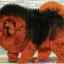 Mastif tybetański: największy pies świata o wadze 112 kg, zdjęcie psa