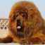 Opis rasy mastif tybetański
